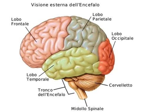 Atassie spinocerebellari: cause, segni clinici e trattamento